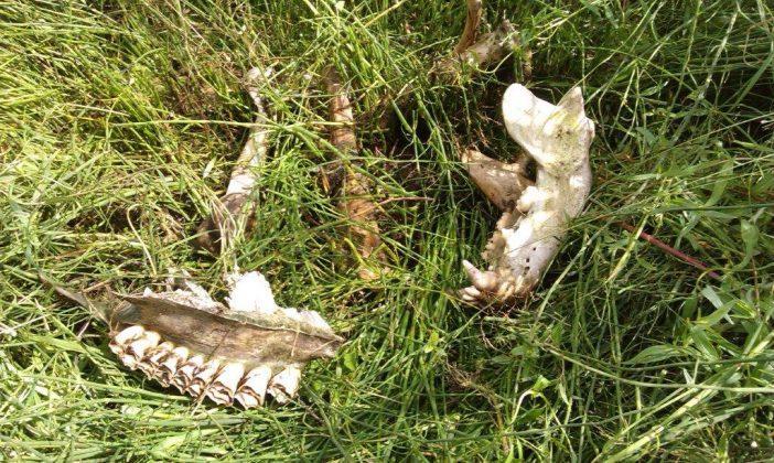 Верховный суд Якутии рассмотрел нашумевшее дело о гибели диких животных