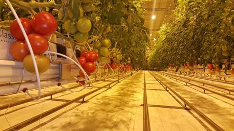 В магазинах Якутска помидоры из Сырдаха будут продаваться по 360 рублей