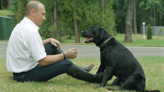 Бездомным животным нашлось место в послании Владимира Путина