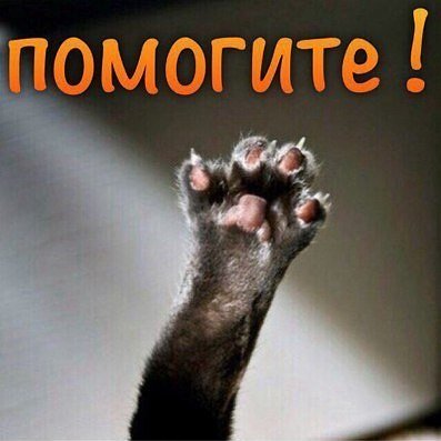 Московские волонтеры перевозят бродячих собак из пункта передержки в Якутске в Москву