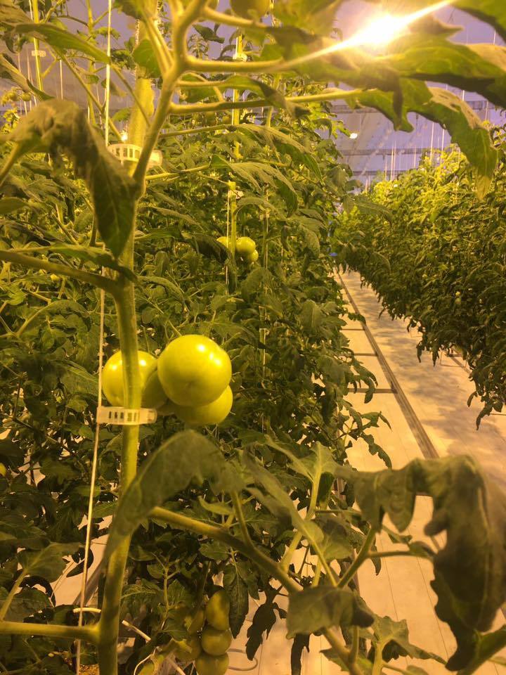 "Продукция теплицы в Сырдахе может продаваться по недетской цене - 400 рублей за кг", - источник