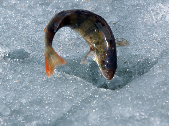 В Совфеде предложили сделать платной всю рыбалку в России