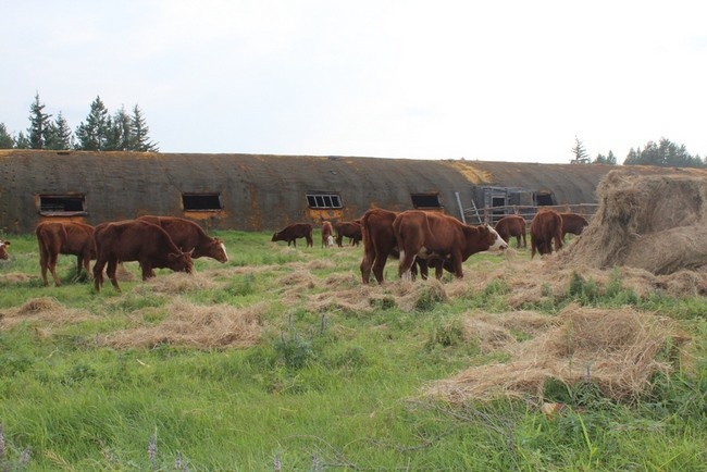 В Якутии на развитие сельского хозяйства в 2017 году планируют направить более 10 млрд. рублей