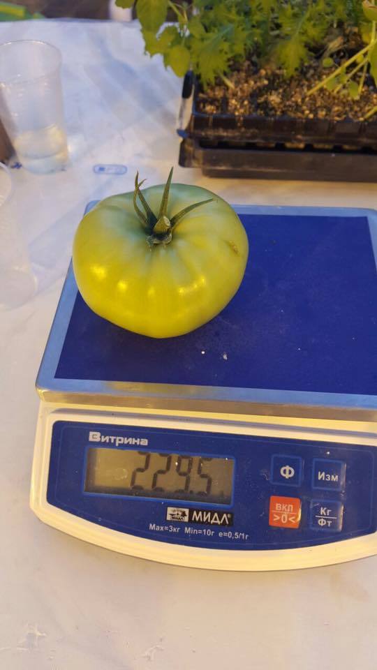 помидорки сырдах2