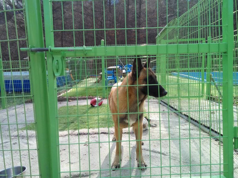Собак-клонов, подаренных Якутии, могут вернуть обратно в Корею