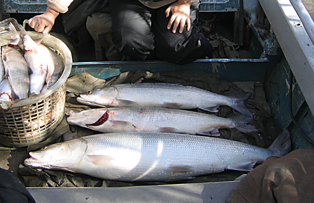 В Якутии мужчина осужден за незаконную рыбалку с взысканием ущерба в размере 717 тыс. рублей