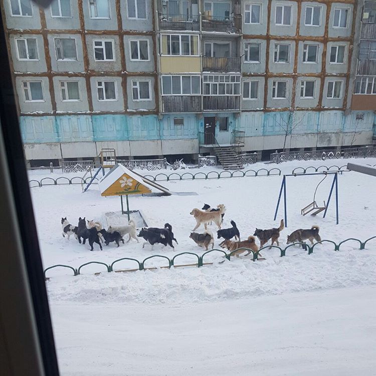Большинство якутян высказывается за радикальные меры в урегулировании численности собак в Якутске