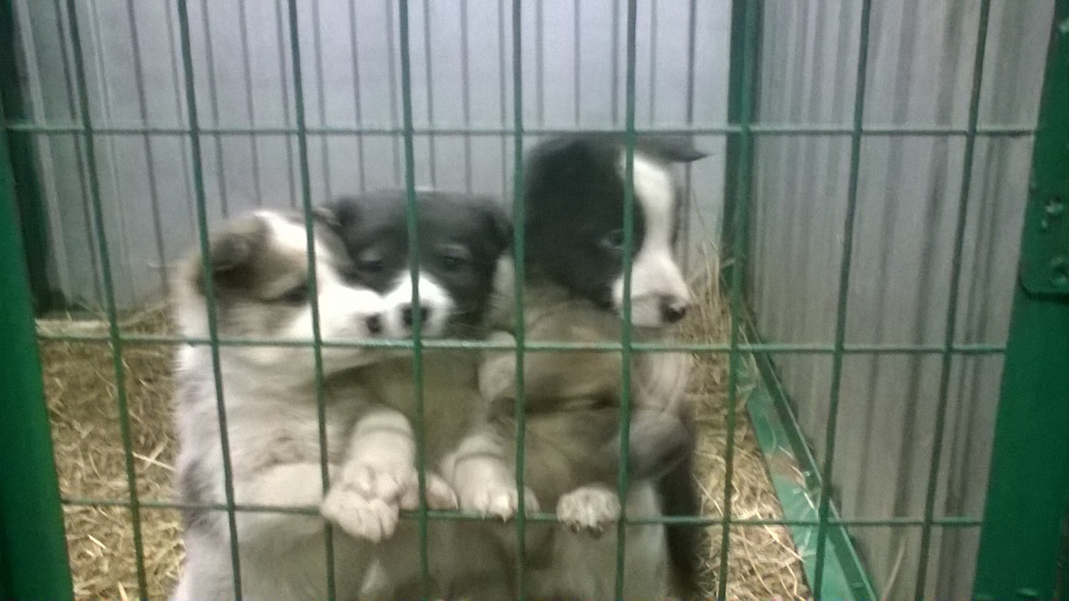 "Перевозка собак в Москву - это бизнес", - источник