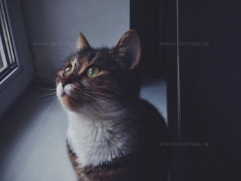 В России появится единая система идентификации домашних животных