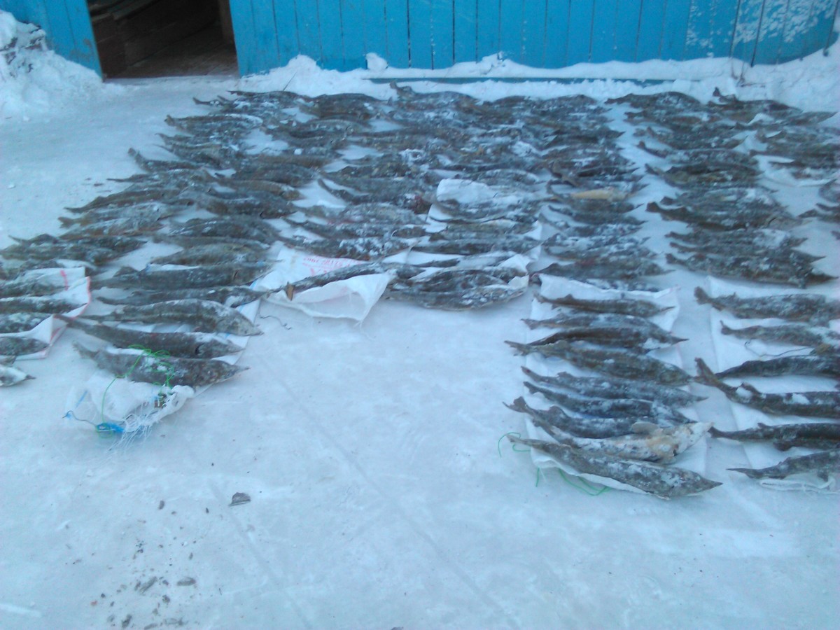 В Оленьке задержаны три КамАЗа с незаконно добытым чиром и осетром