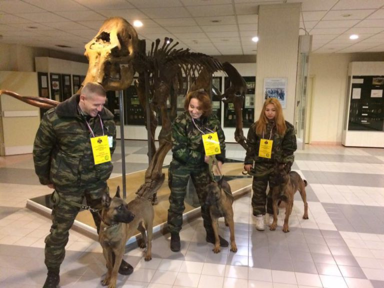 собаки клоны