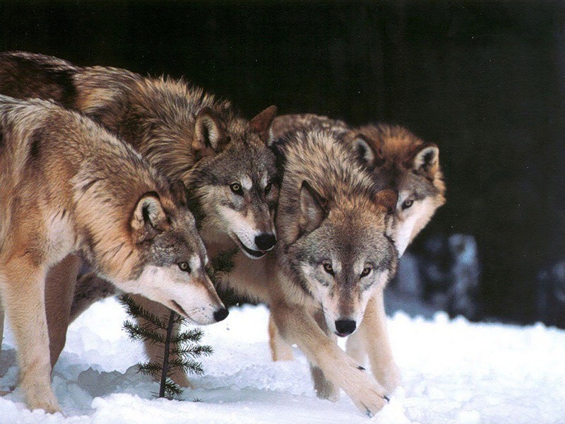 В нюрбинском селе наблюдается нашествие серых хищников