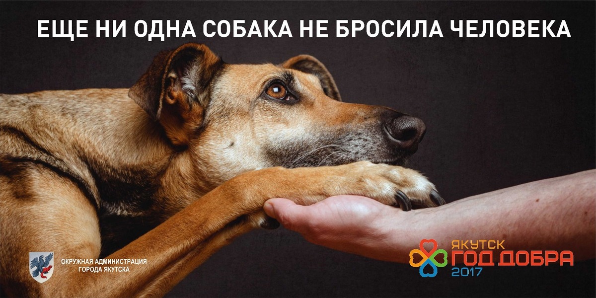 В Якутске появилась социальная реклама в защиту безнадзорных животных