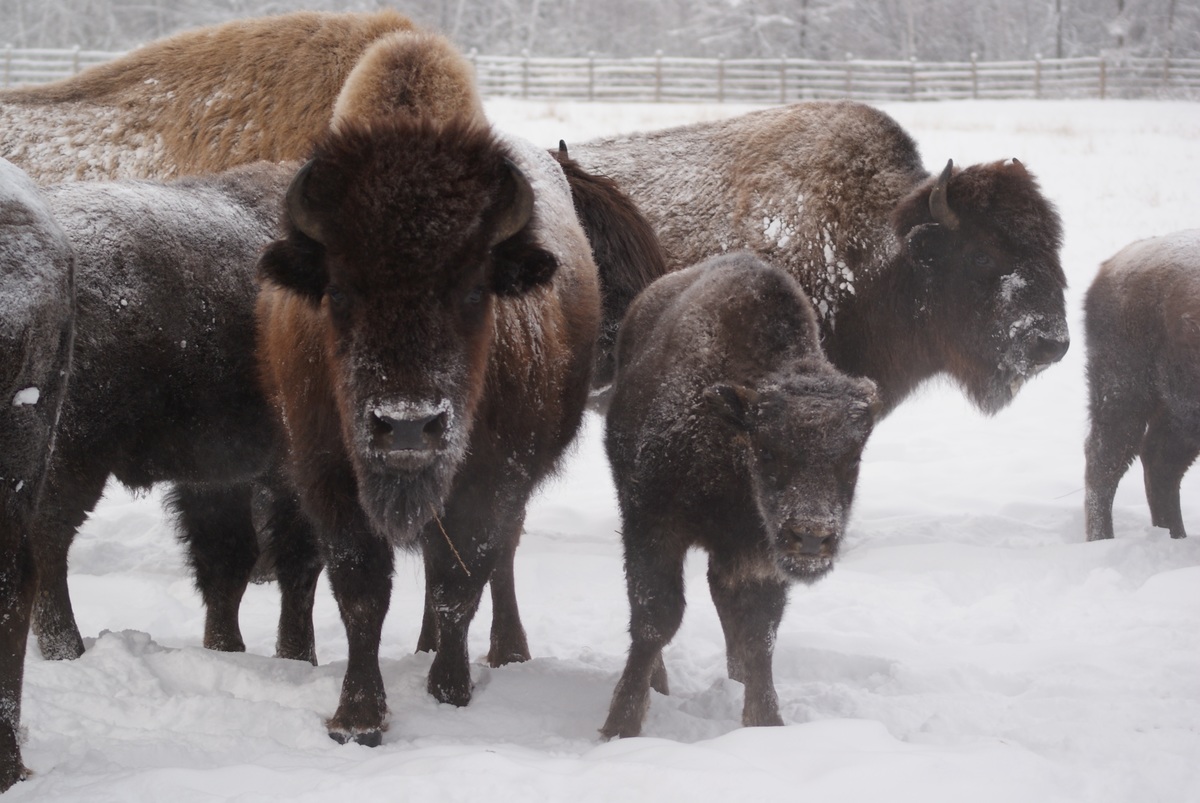 В Якутии этой осенью выпустят на волю лесных бизонов