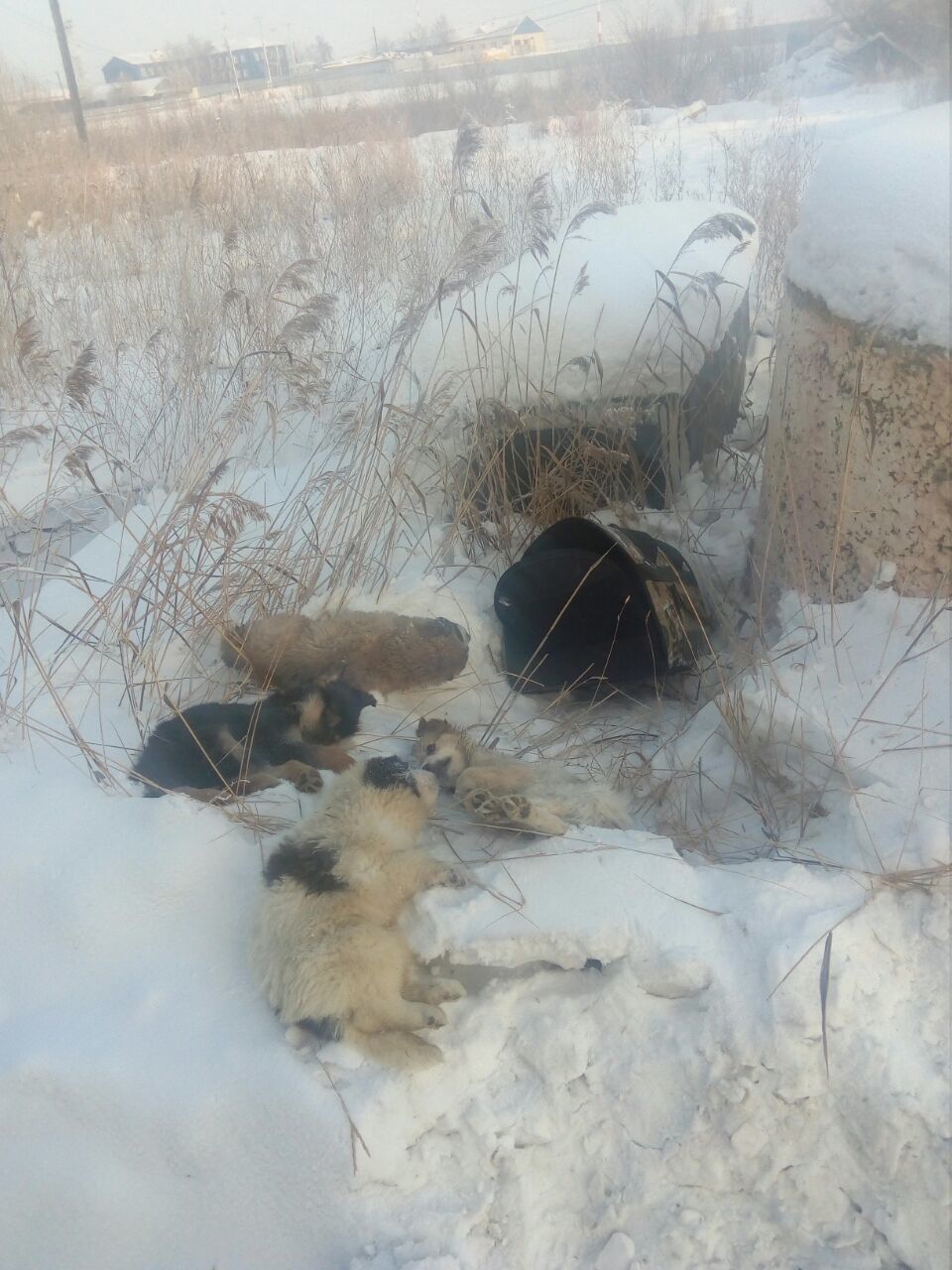 В Якутске в районе аэропорта найдена сумка-переноска с мертвыми щенками