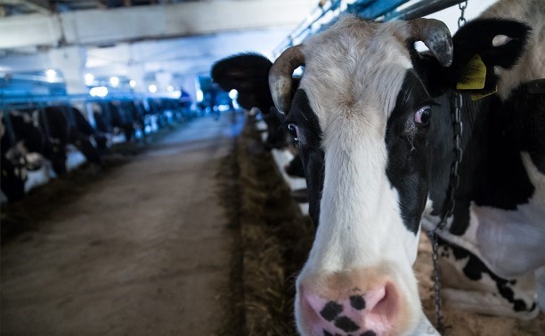 В Якутии взыскан ущерб, причиненный гибелью коровы в результате поражения электрическим током
