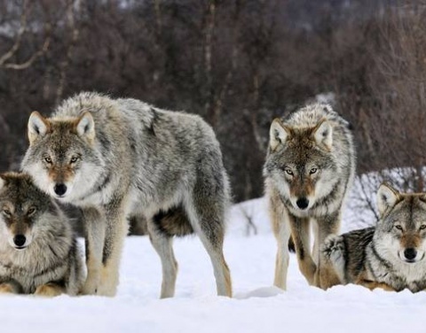 Определены лучшие охотники-волчатники Якутии
