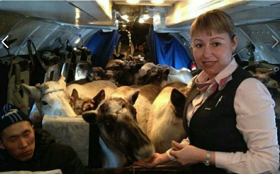 Фотовзгляд: Анабарских оленей на съезд в Якутске привезли на самолете