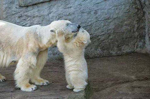 "На фотографиях не Колымана с медвежонком"