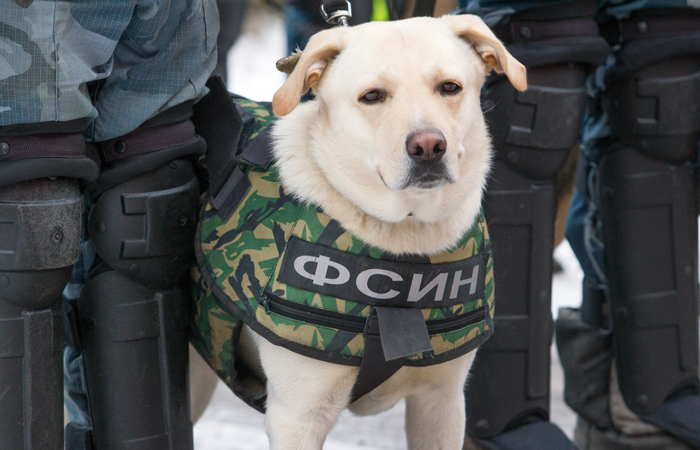 Число заключенных в России к началу 2017 года достигло исторического минимума