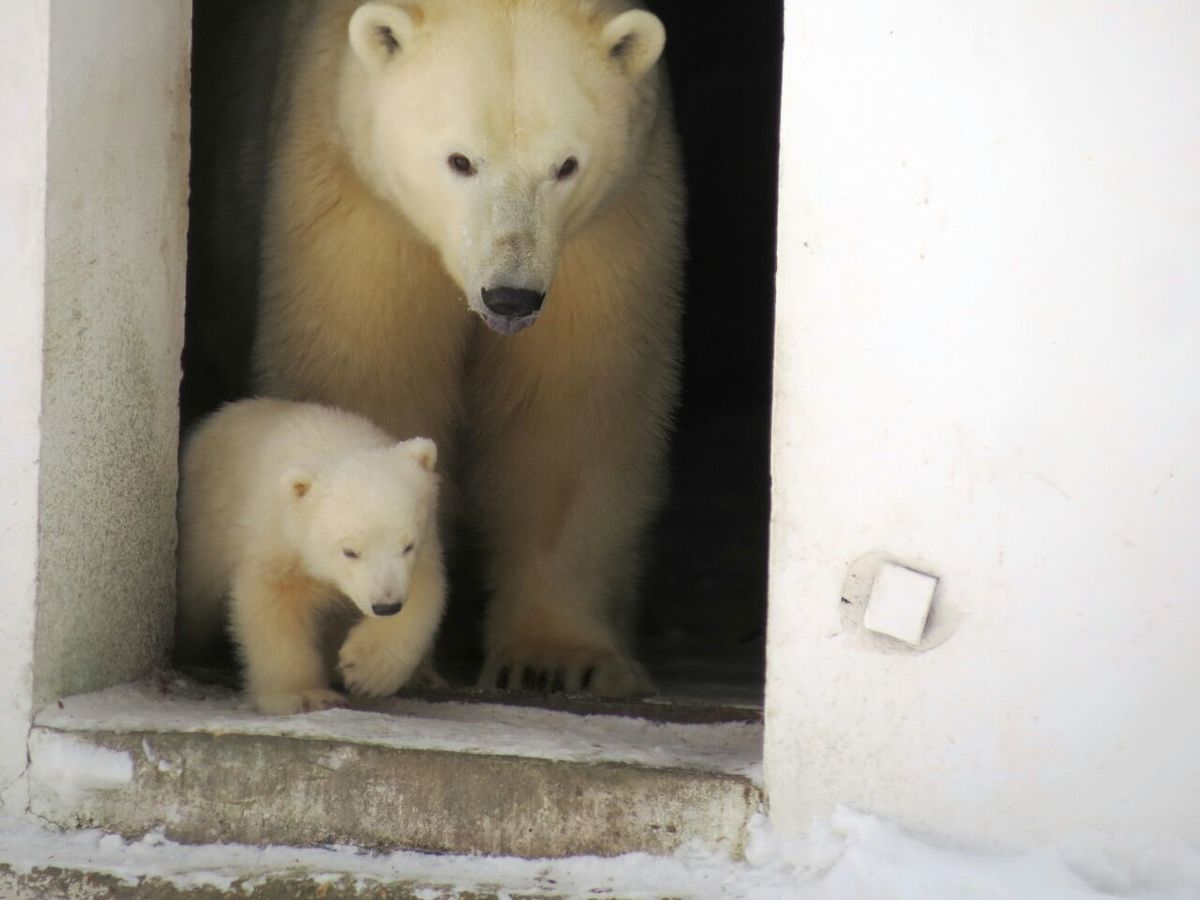 Колымана вывела медвежонка на первую прогулку