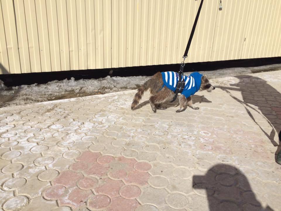 В центре Якутска гуляет енот