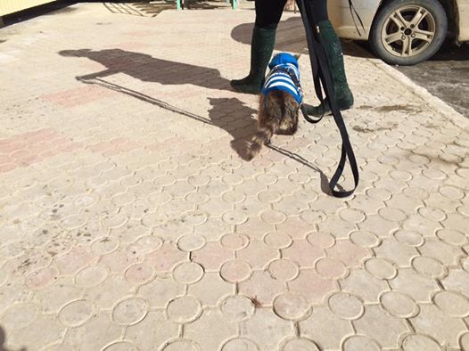 17799037_1509891955696963_6969938031910680524_n