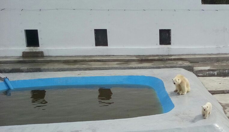 Белых медведей снова можно увидеть в открывшемся после ремонта вольере