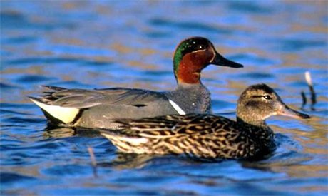 11 мая откроется сезон охоты в Якутии