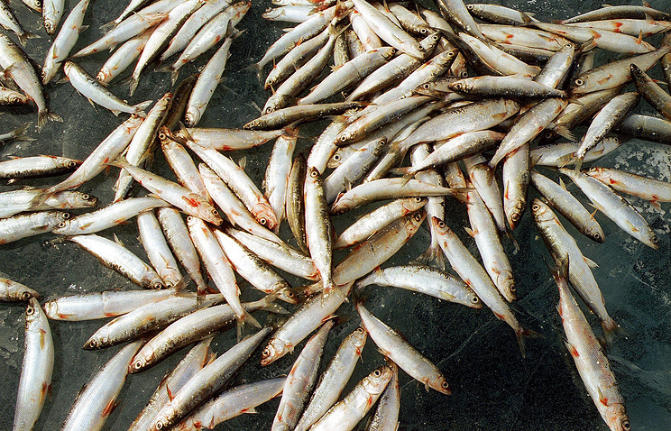 В Якутии резко сократился вылов омуля