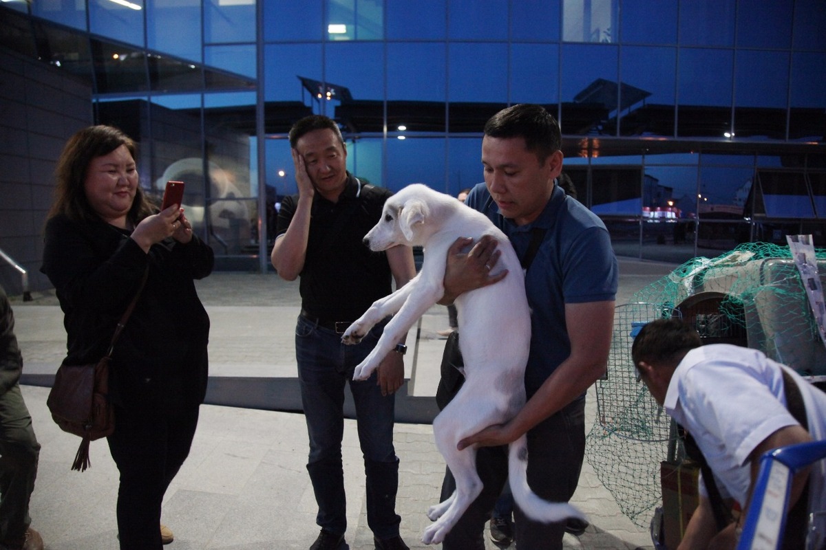 Фотовзгляд: Клонированные щенки Бэлэх и Кэрэчээнэ прибыли в Якутск