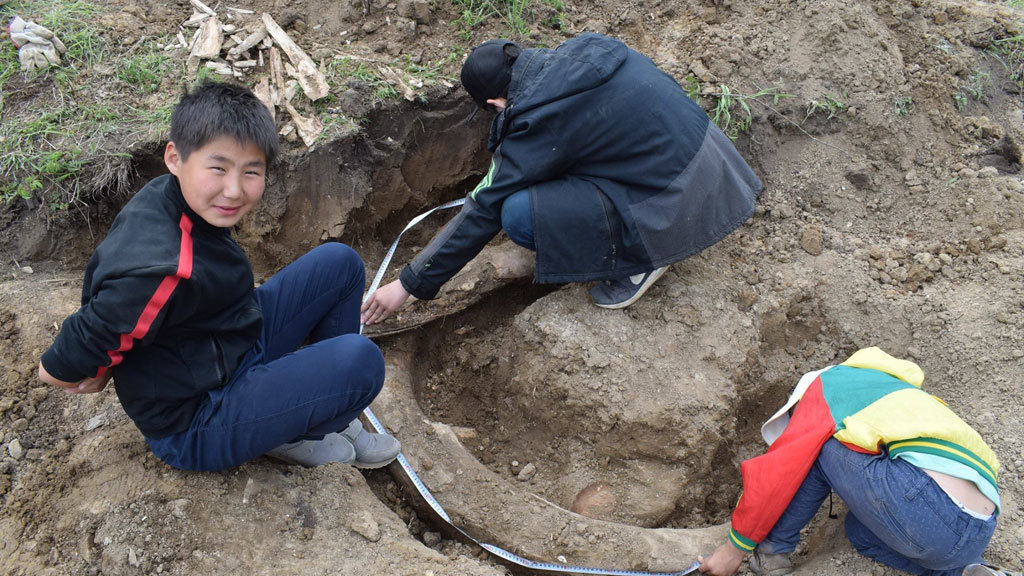 Житель Якутии откопал бивни мамонта на картофельном поле