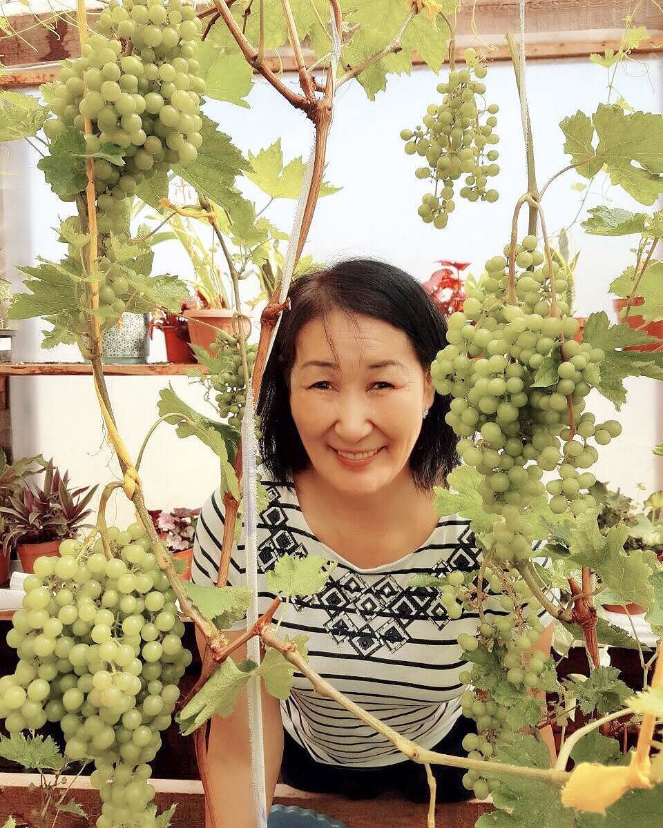 В Намцах собрали первый урожай винограда