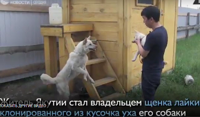 Якутская лайка Суутук впервые встретилась с клонированным из ее уха щенком (видео)