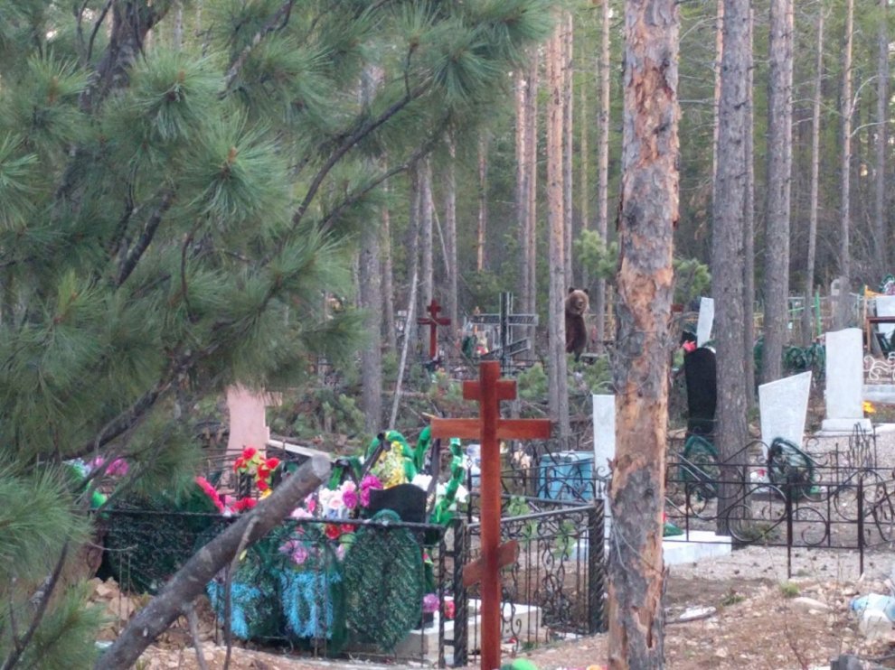 В Якутии по кладбищу ходит медведь