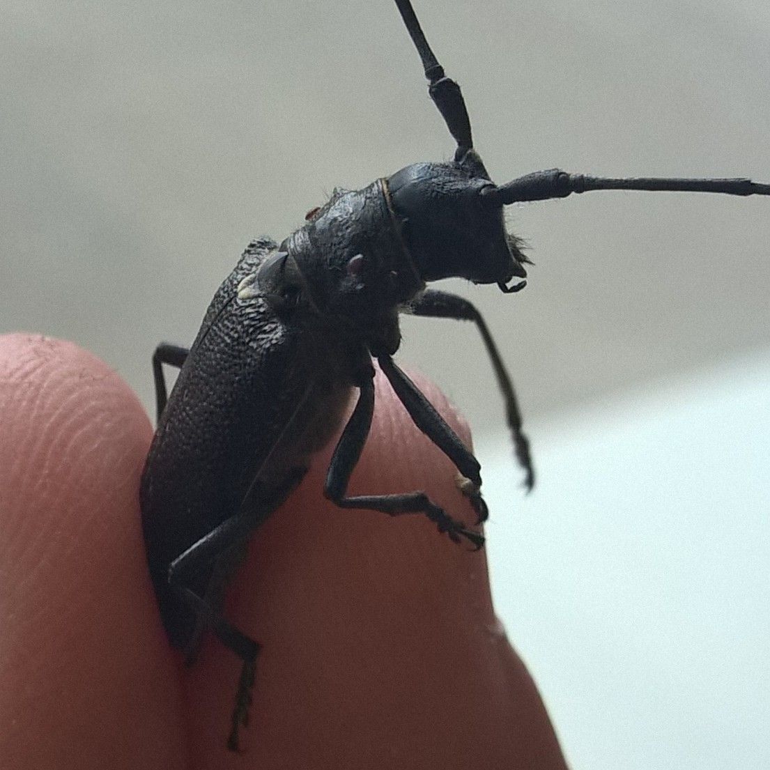 Якутск атаковали "волосогрызки"