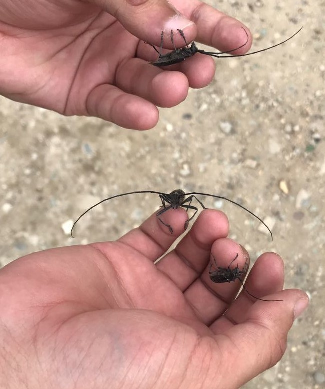 волосогрызки-2