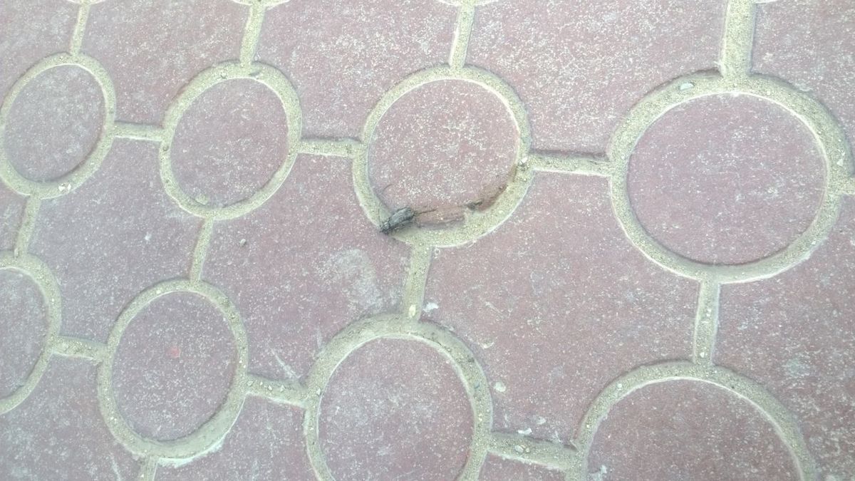 волосогрызки 3