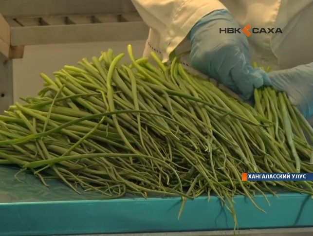 В Хангаласском районе началась приемка полевого лука (+видео)