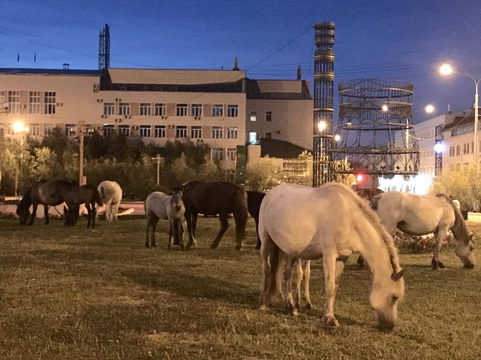 Бродячие лошади: руководитель УСХ Иван Сивцев прокомментировал ситуацию