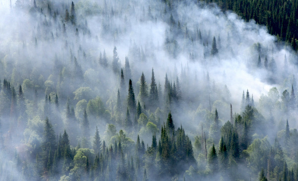 В России сгорело рекордное количество леса за десять лет