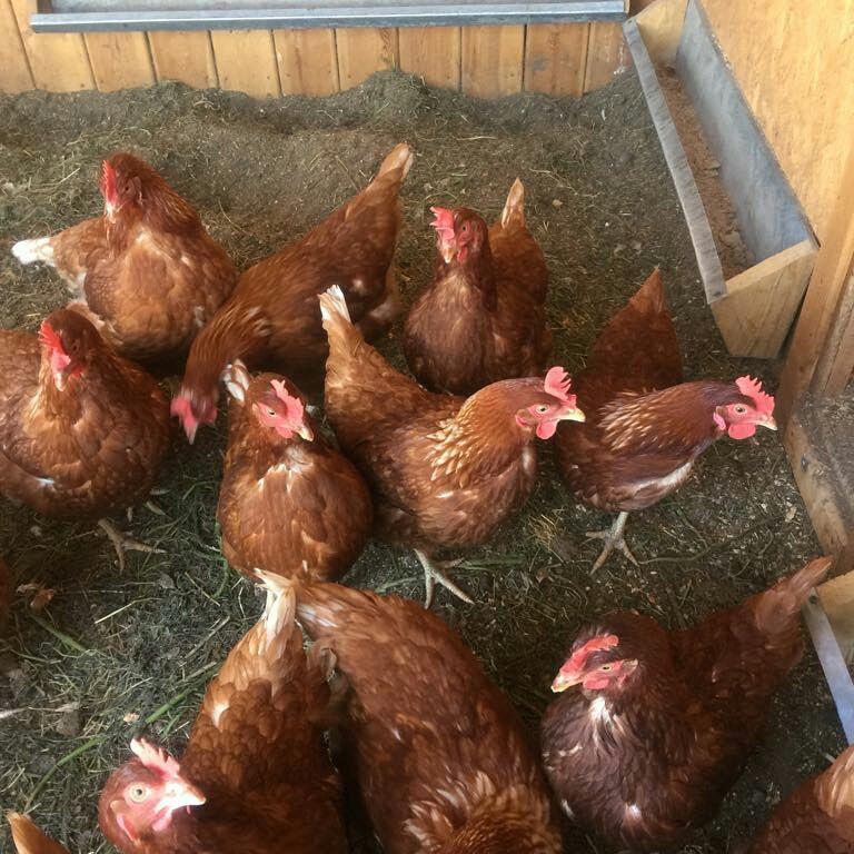 19765158_1185558358216377_8614945316141006848_n