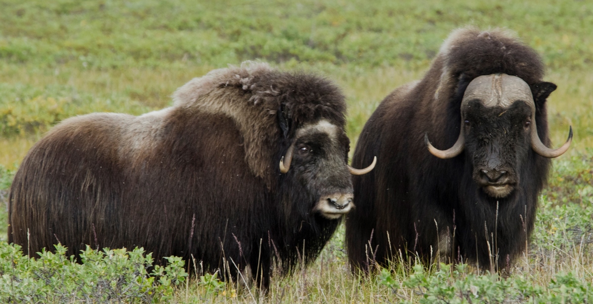 В сентябре в Булунский район Якутии привезут овцебыков с Ямала