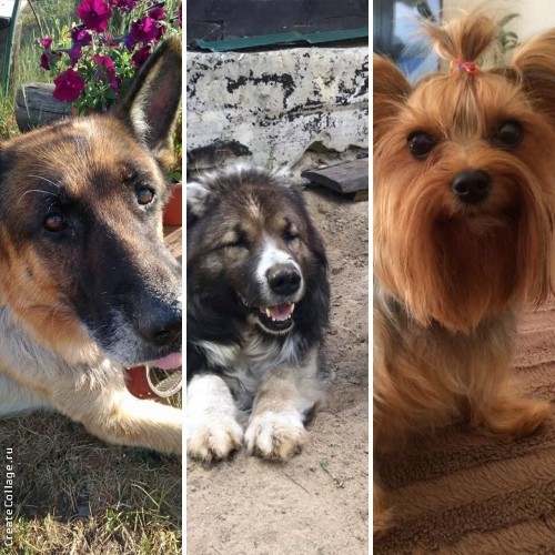 В ответ на обвинения в жестокости якутяне проводят флешмоб #добрыйякутск