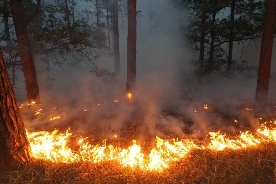 На Дальнем Востоке действует 91 лесной пожар