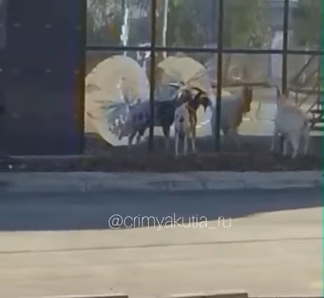 Бодливый козел пытался разбить зеркальный витраж здания в Якутске