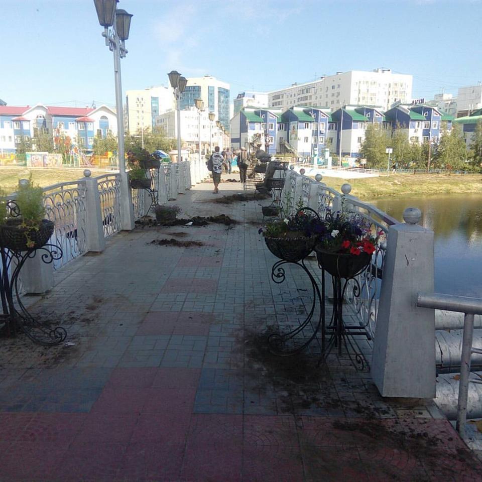 Погром на Талом озере устроил табун лошадей?