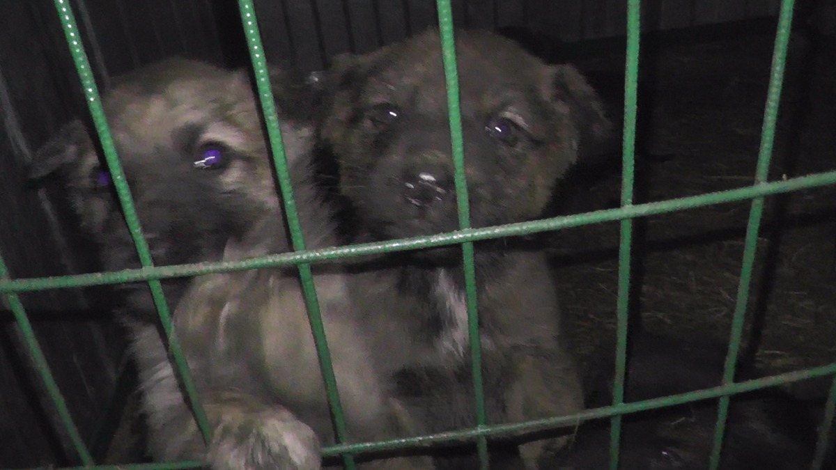 В Якутии за семь месяцев уничтожено 4567 безнадзорных животных