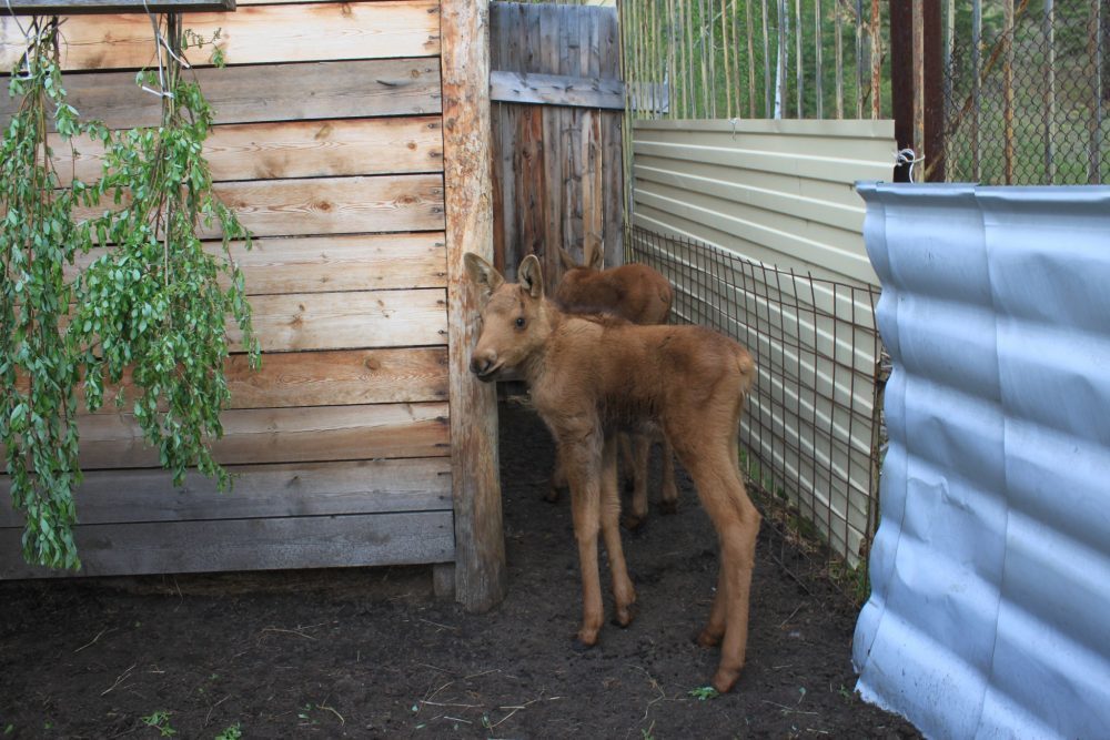 IMG_2390-e1496998911510