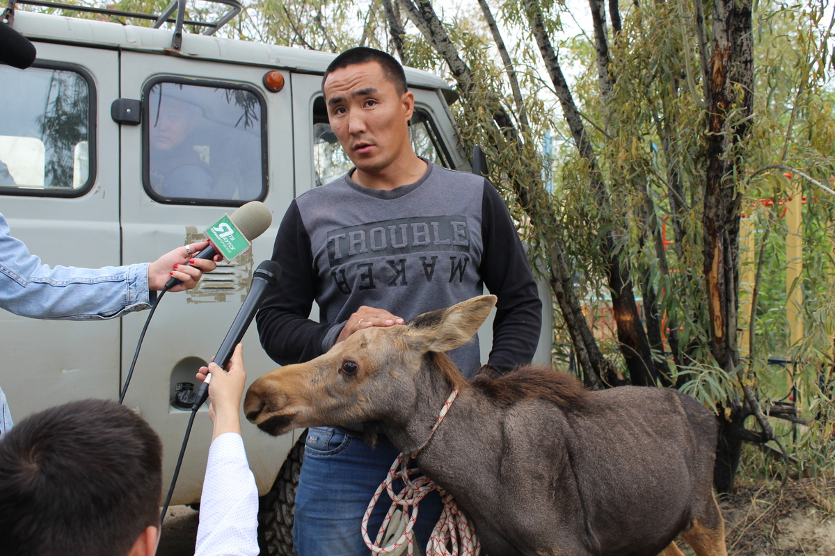 Лосята-сироты перевезены в «Кэнкэмэ»